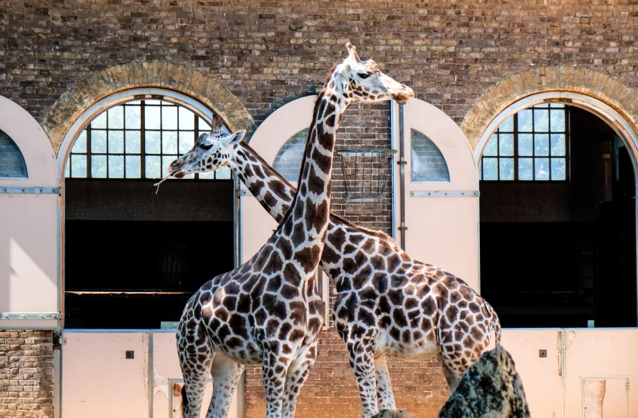 Giraffer på London Zoo