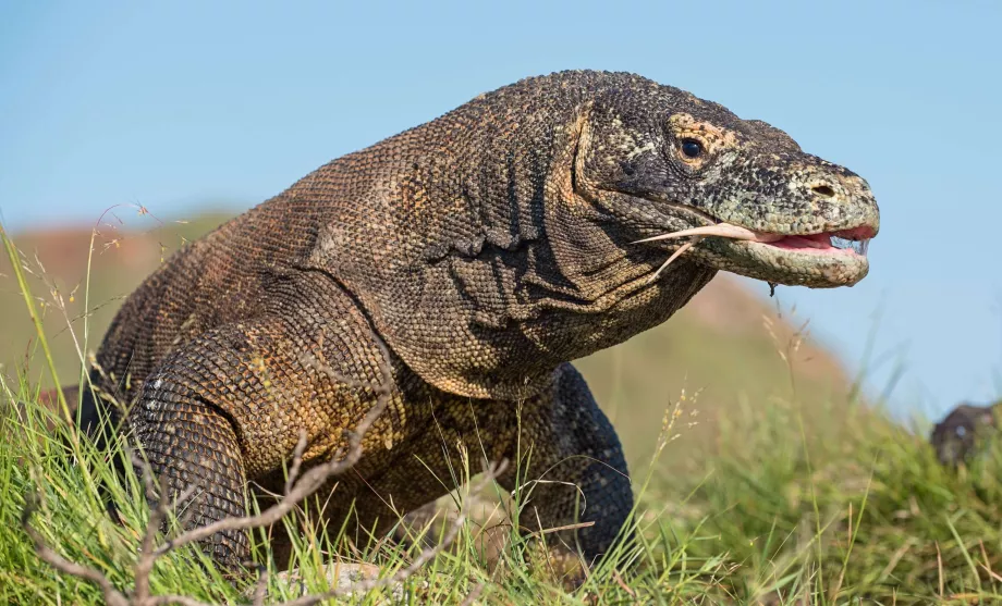 Varan av Komodo