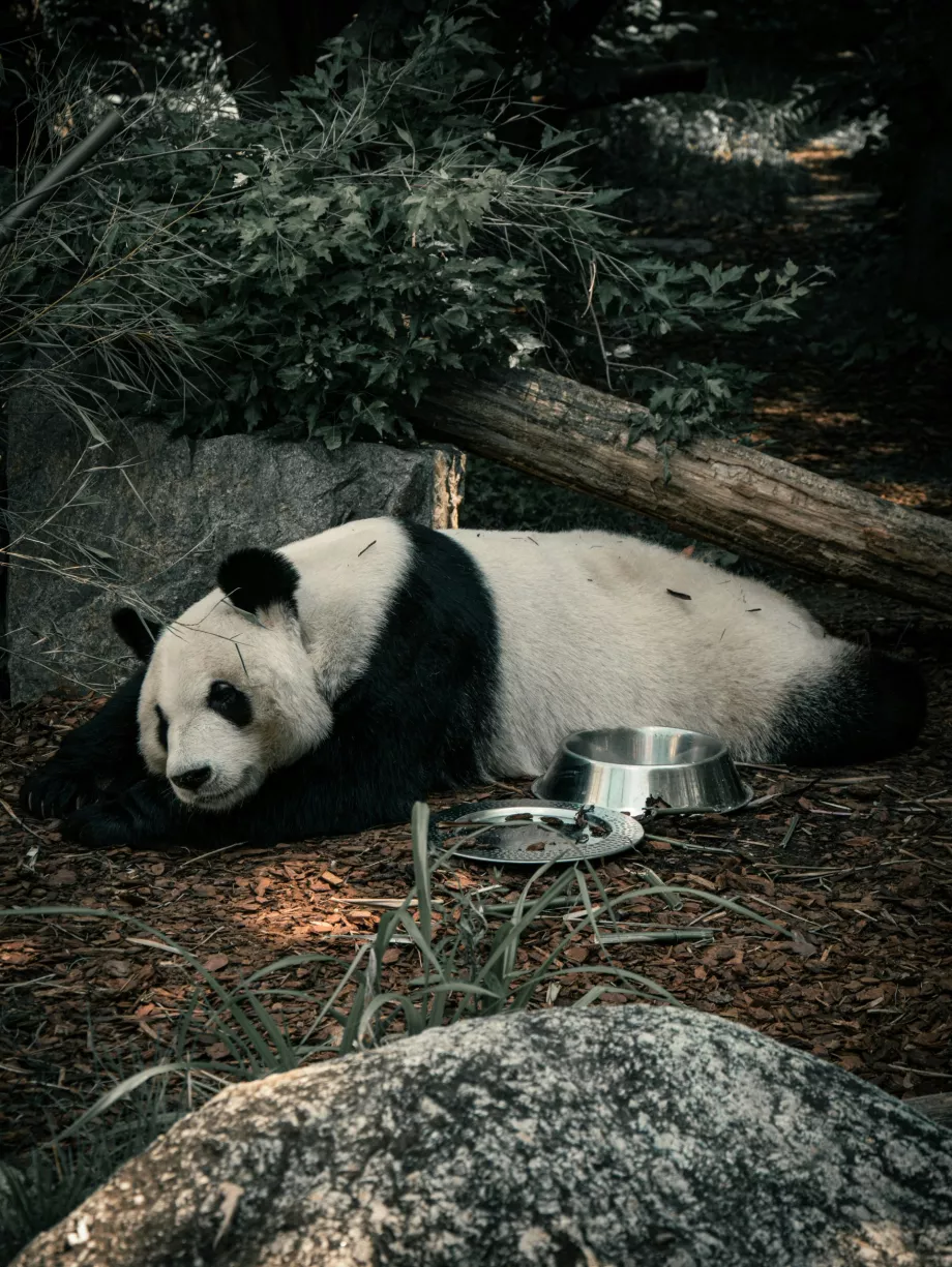 Jättepanda på Wiens zoo