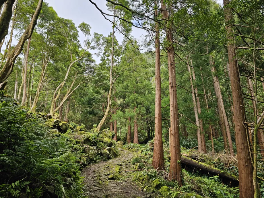 Vägen till Ferreiro Falls