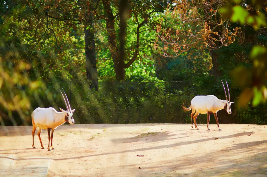 Djurpark i Jardin des Plantes