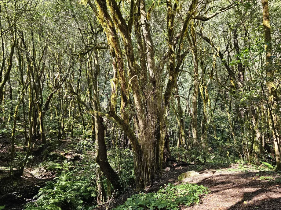 Skogarna runt El Cedro