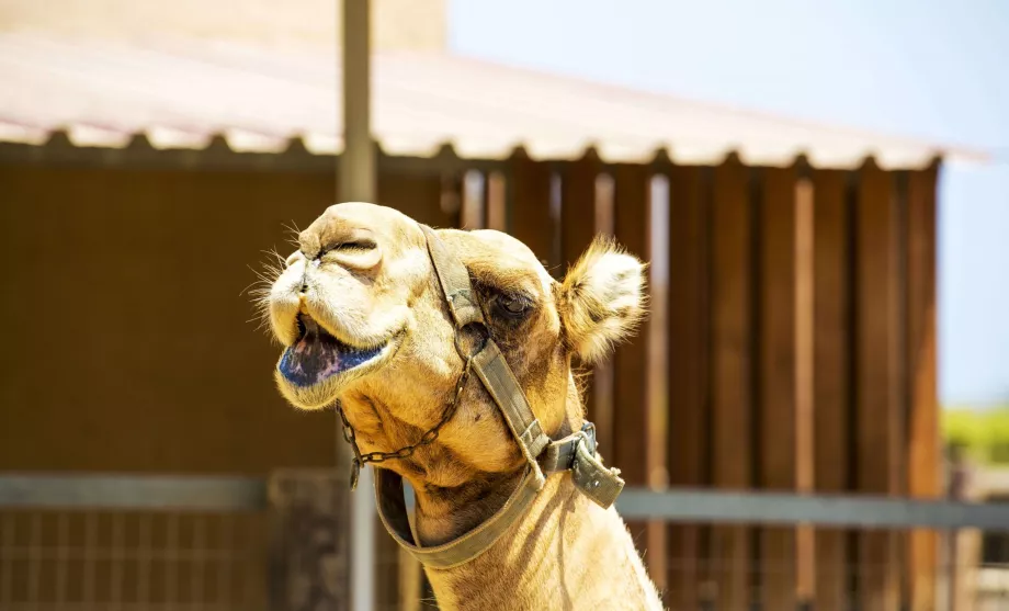 Camel Park