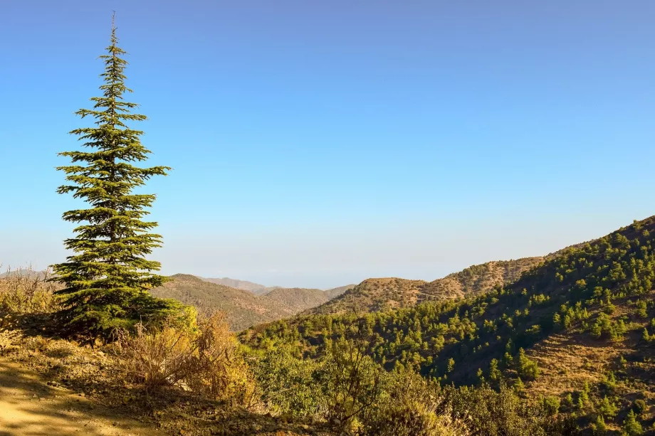 Troodos gran