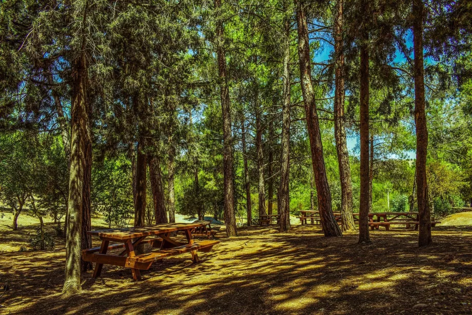 Troodos skog