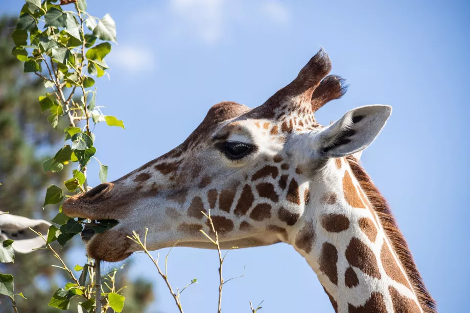 Giraff på Schönbrunns zoo