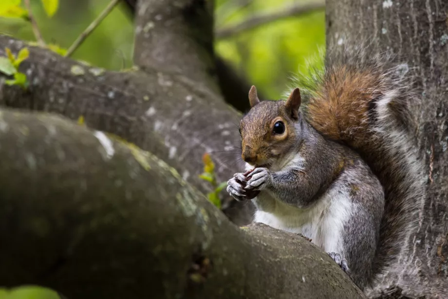 Ekorren i Hyde Park