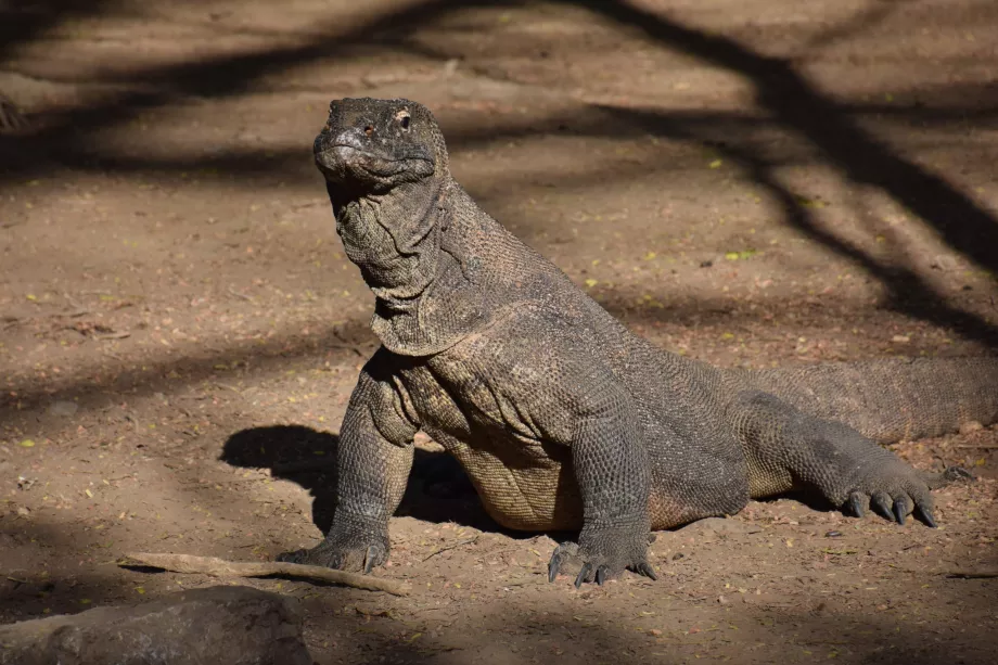 Komodoön, Komodoöarna, Indonesien